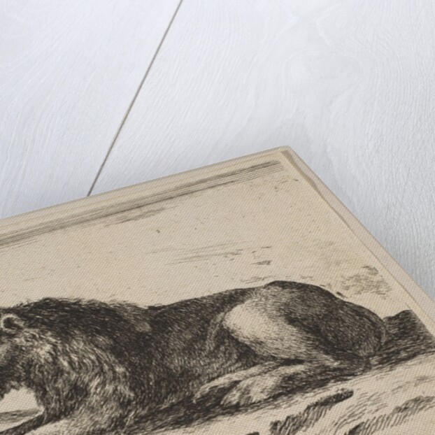 Plate 5: reclining lion, from 'Various animals', ca. 1641 by Stefano della Bella