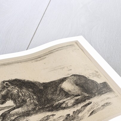 Plate 5: reclining lion, from 'Various animals', ca. 1641 by Stefano della Bella
