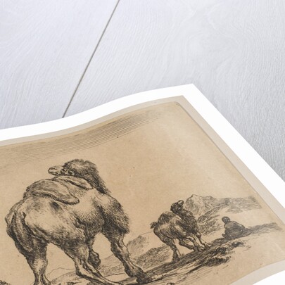 Plate 18: camel viewed from behind with pyramid at left, from 'Various animals by Stefano della Bella
