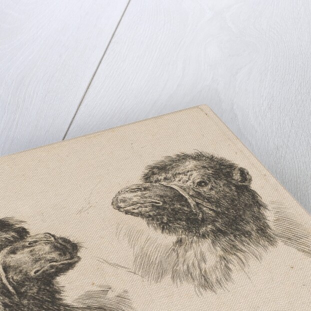 Two Camel Heads, ca. 1641 by Stefano della Bella