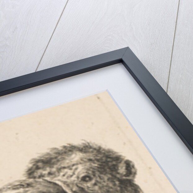 Two Camel Heads, ca. 1641 by Stefano della Bella