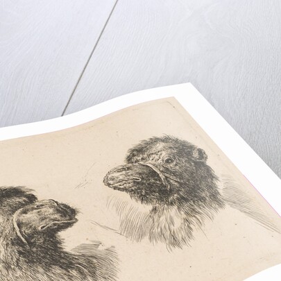 Two Camel Heads, ca. 1641 by Stefano della Bella