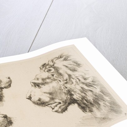 Heads of Three Lions, ca. 1641 by Stefano della Bella