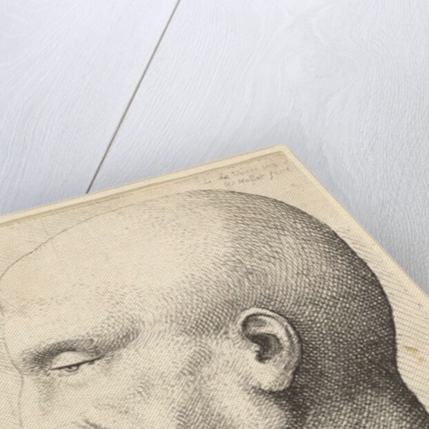 Head of a bald man in profile to left, 1644-52 by Wenceslaus Hollar
