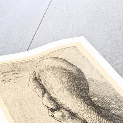 Bust of a deformed old woman with one tooth, facing left, 1665 by Wenceslaus Hollar