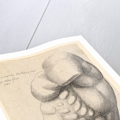 Male torso from neck to hip in profile to left, 1645 by Wenceslaus Hollar