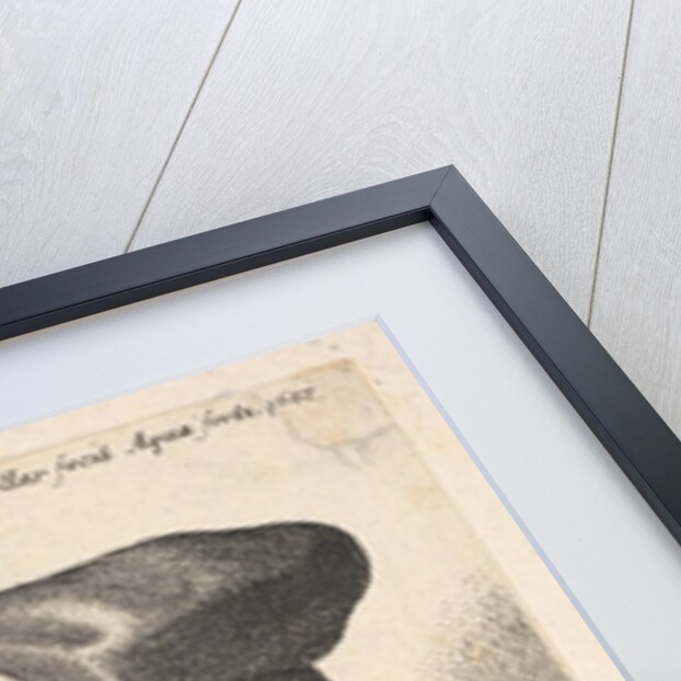 Bearded man with chain necklace, 1647 by Wenceslaus Hollar