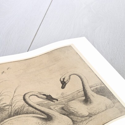 Two Swans, 1654-58 by Wenceslaus Hollar