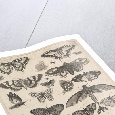 Forty-one Insects, including moths and butterflies, 1625-77 by Wenceslaus Hollar