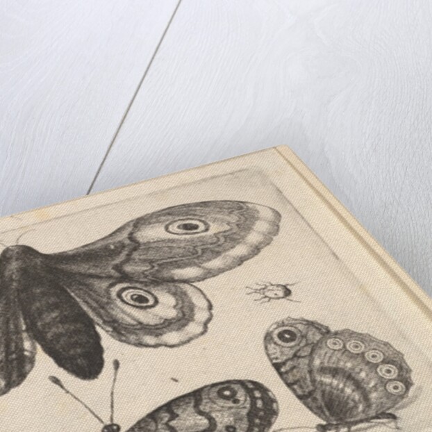 A moth, three butterflies and two beetles, 1646 by Wenceslaus Hollar
