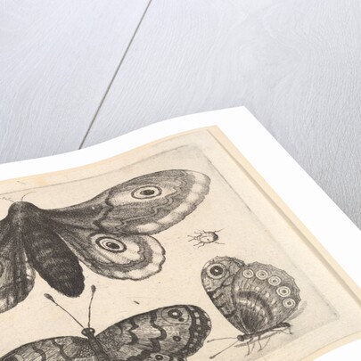 A moth, three butterflies and two beetles, 1646 by Wenceslaus Hollar