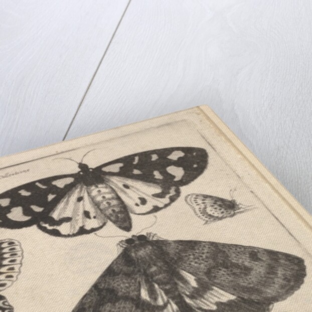 Three moths, two butterflies and a bumble bee, 1646 by Wenceslaus Hollar
