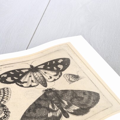 Three moths, two butterflies and a bumble bee, 1646 by Wenceslaus Hollar