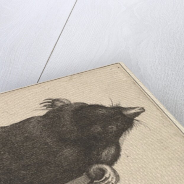 Dead Mole, 1646 by Wenceslaus Hollar