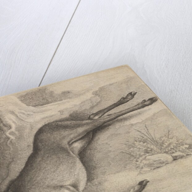 Dead stag, 1646 by Wenceslaus Hollar