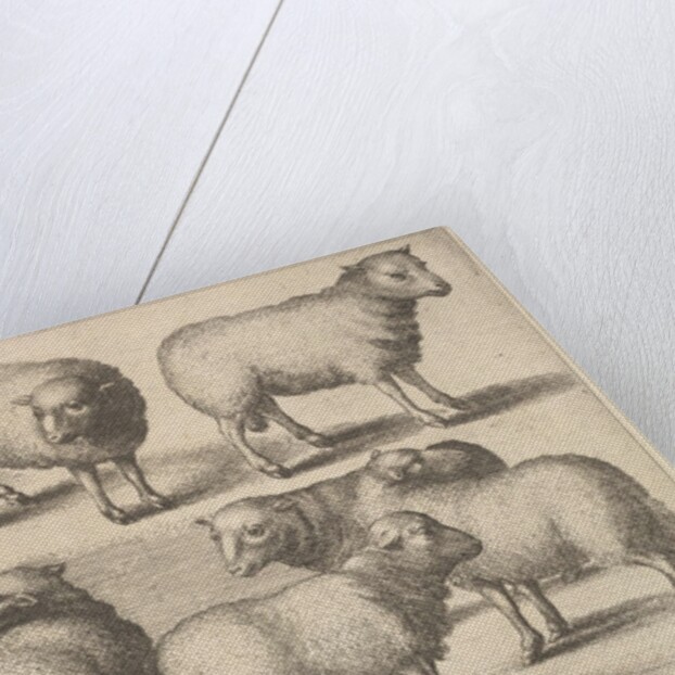 Nine sheep, 1646 by Wenceslaus Hollar