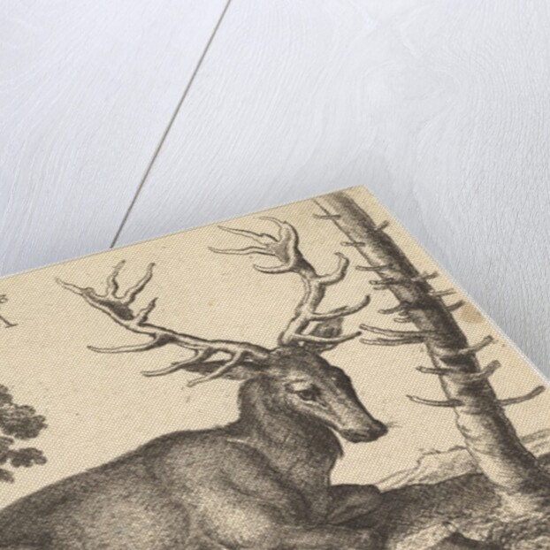Stag lying to right, 1649 by Wenceslaus Hollar