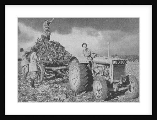 Women's Land Army lifting a crop, World War II, 1940 by Unknown