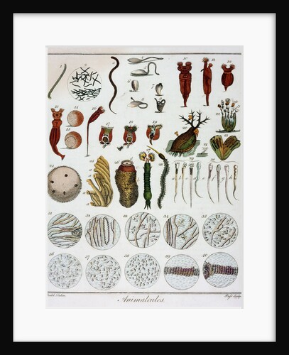 Animalcules observed by Anton van Leeuwenhoek, c1795 by Unknown