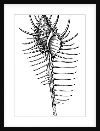 Murex, c1890 by Unknown