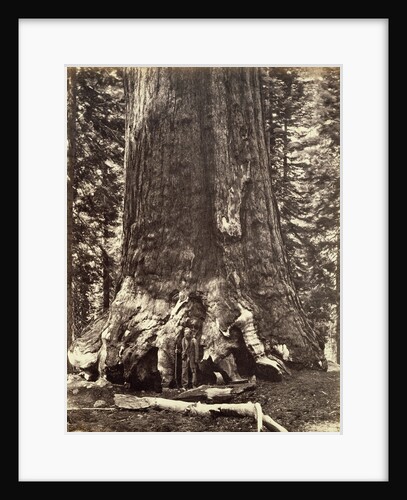 Base of the Grizzly Giant, Giant Sequoia tree, Yosemite, California, 1868 by Carleton Emmons Watkins