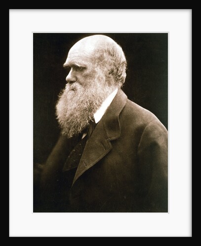 Charles Darwin, British naturalist, c1870s by Julia Margaret Cameron