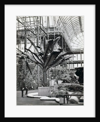 Tropical plants in the Egyptian Room, Crystal Palace, Sydenham, London, 1854 by Philip Henry Delamotte