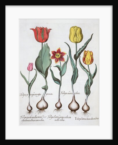 Tulips, 1613 by Unknown