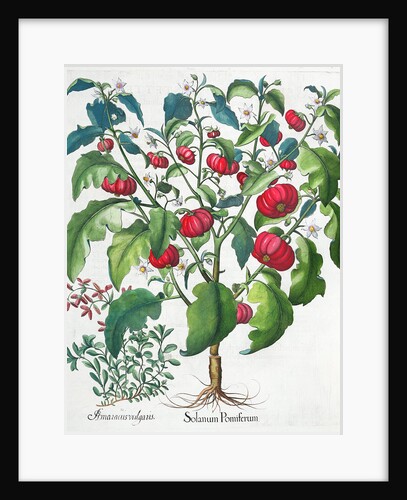 African Tomato and Marjoram plants, 1613 by Unknown