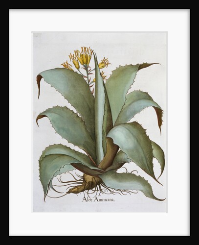 American Aloe (Aloe Americana), 1613 by Unknown