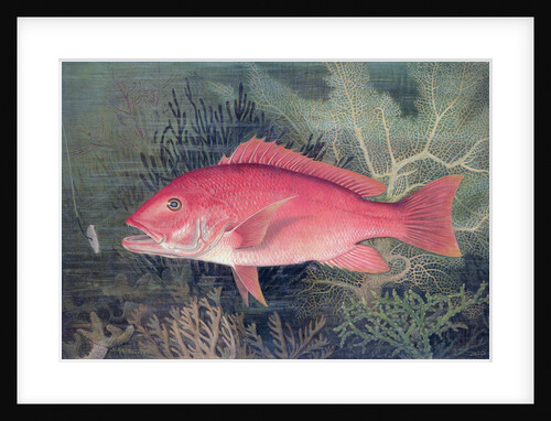 Red Snapper, 1878 by SA Kilourne