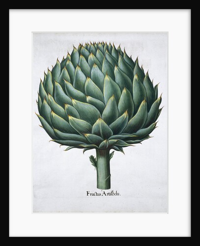 Artichoke, 1613 by Unknown