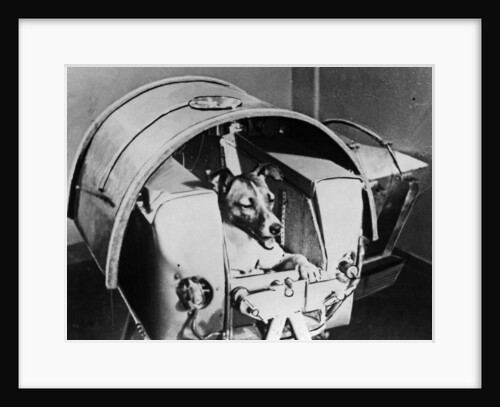 Laika, Russian cosmonaut dog, 1957 by Unknown