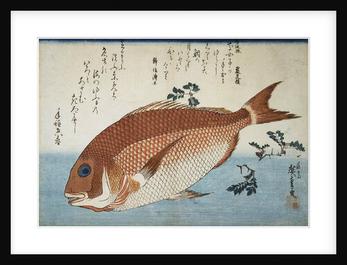 Red Sea Bream, 1832-1834 by Anonymous