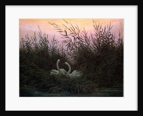 Swans in the Reeds, c1794-c1831 by Caspar David Friedrich