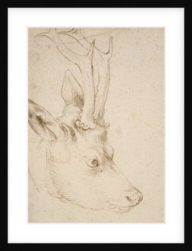 Head of a Roebuck, 1503 by Albrecht Dürer
