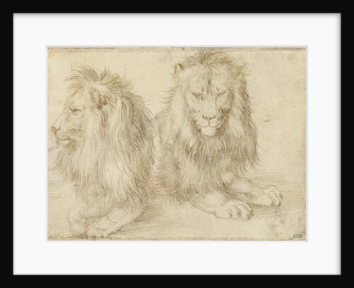 Two seated lions, 1521 by Albrecht Dürer