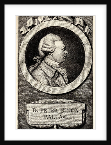 Portrait of the zoologist and botanist Peter Simon Pallas, Early 19th cen by Anonymous