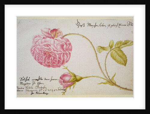 Album sheet with a rose, 1675 by Maria Sibylla Merian