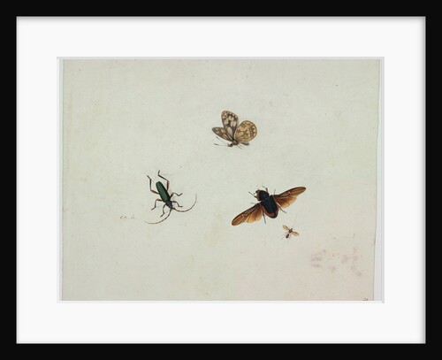 Four insects, End of 17th cen by Johannes Bronkhorst