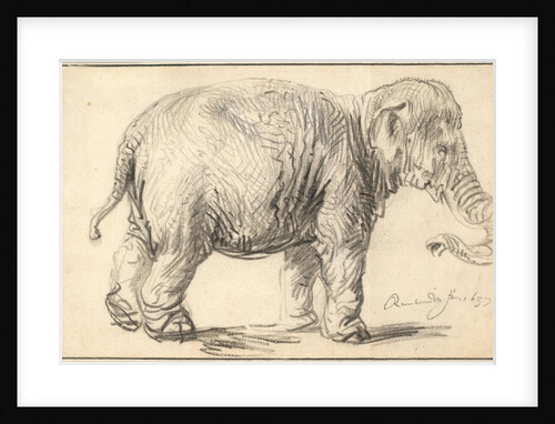 An Elephant, 1637 by Rembrandt van Rhijn