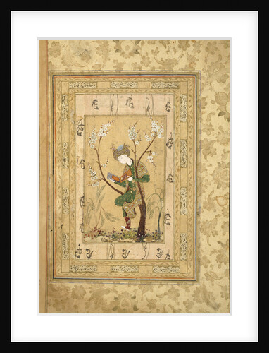 Youth Seated in the Fork of a Blossoming Tree, 1560s by Iranian master