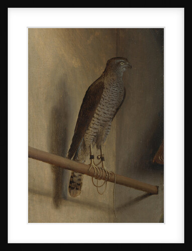 A Sparrowhawk, 1510s by Jacopo De' Barbari