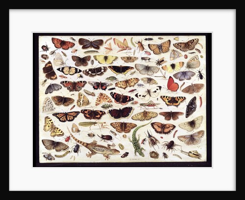 Study of butterflies and other insects by Jan van Kessel the Elder