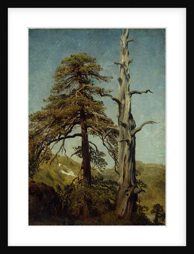 Study of Trees by August Cappelen