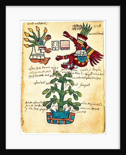 Cacao tree from the Codex Tudela, 1553 by Pre-Columbian art