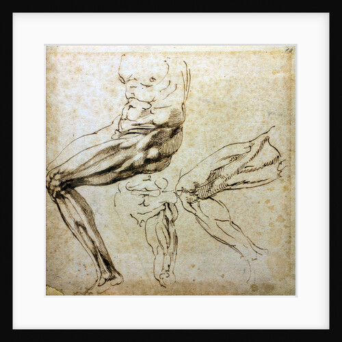 Studies of legs, 1524-1525 by Michelangelo Buonarroti