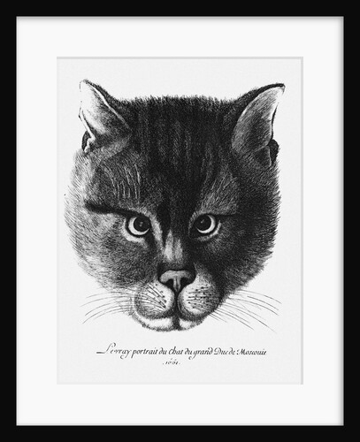 True picture of the Cat of the Tsar Alexis I Mikhailovich of Russia by Wenceslaus Hollar
