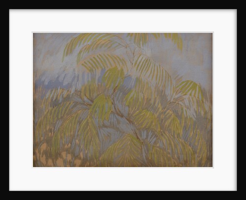 Mimosa, 1909 by Anonymous