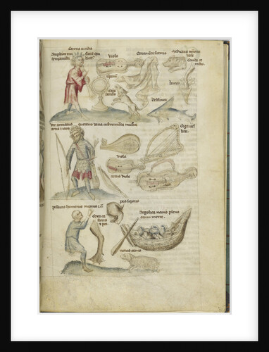 Liber Astrologiae by Anonymous